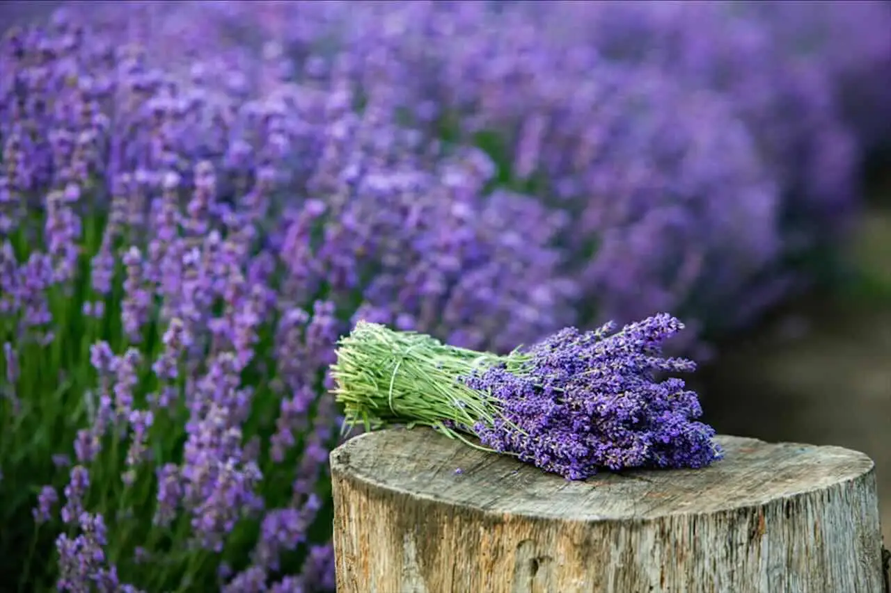 Non solo profuma: ecco i sorprendenti benefici dell’olio di lavanda che non conoscevi