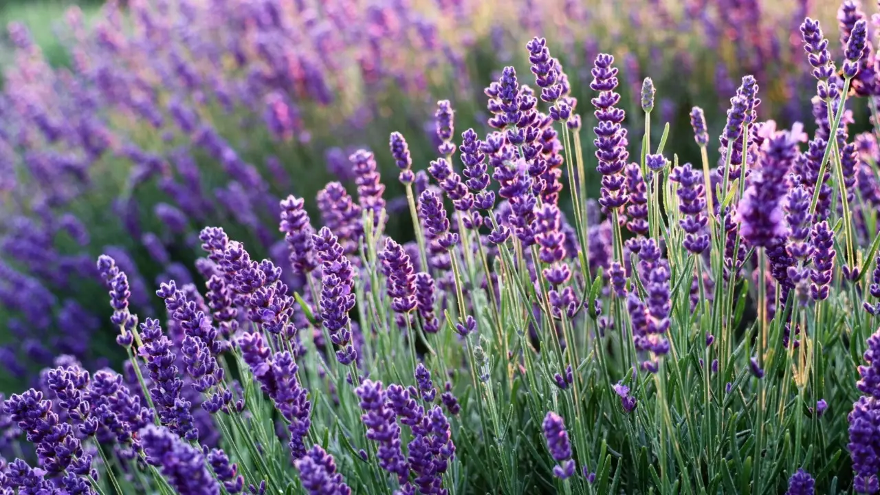 Non mettere la lavanda in questo punto della casa: stai sprecando le sue proprietà benefiche