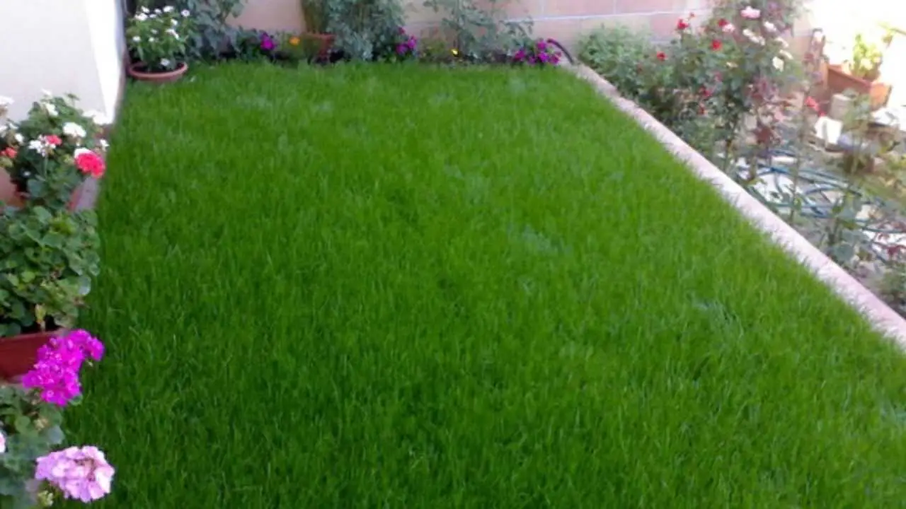 Il segreto per un prato resistente e verde: ecco perché ha bisogno urgentemente di potassio